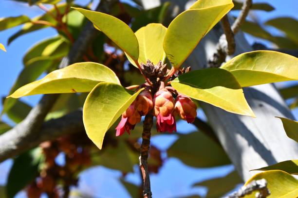 istock Hong Kong rose (Rhodoleia) flowers. Hamamelidaceae evergreen flowering tree. 2202632404