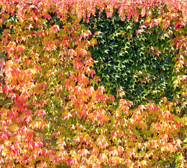 Green, red and yellow abstract background, colorful leaves