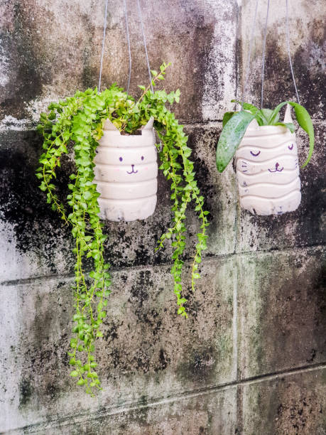 istock plant pots made from reused water bottles 2202633018