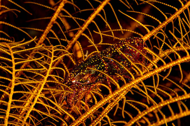 Synalpheus 90+ Snapping Shrimp Photos Stock Photos, Pictures & Royalty-Free Images ...