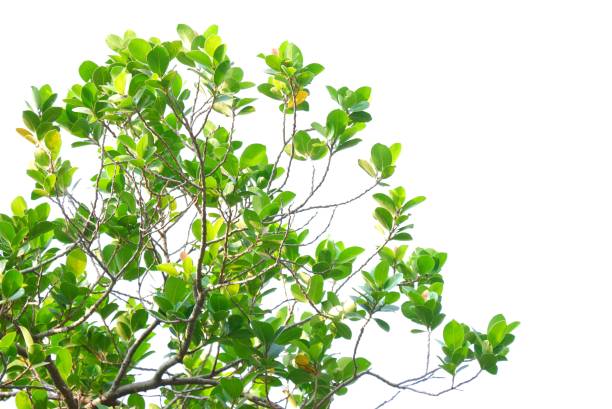 istock A tropical tree with leaves branches on white isolated background 2202634202
