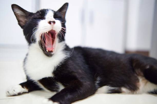 istock a black and white cat yawning and sitting in a room,white background 2202634218