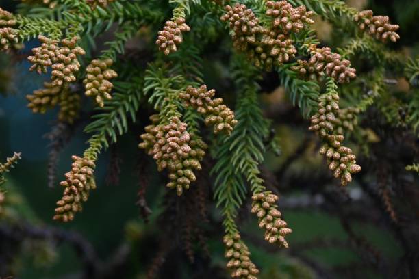 istock Japanese cedar flowers, which cause hay fever. 2202635654