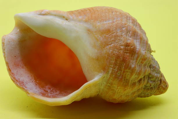 Very large Triton's Trumpet (Charonia tritonis) shell from the Pacific Ocean.Other images in this series: