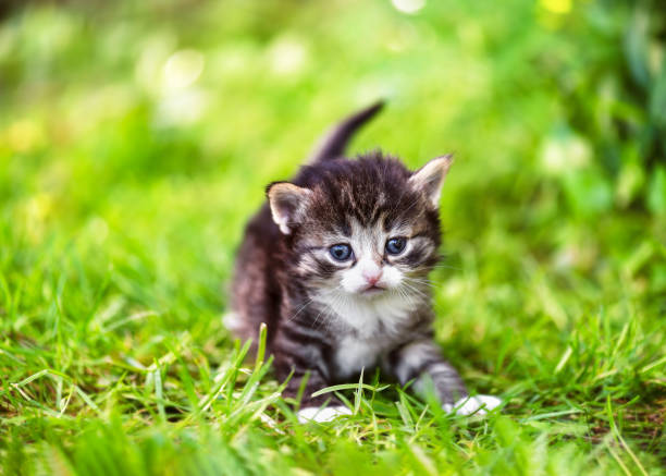 istock Little funny kitten with blue eyes, two weeks old, walking in the grass and looking at camera. 2202636551