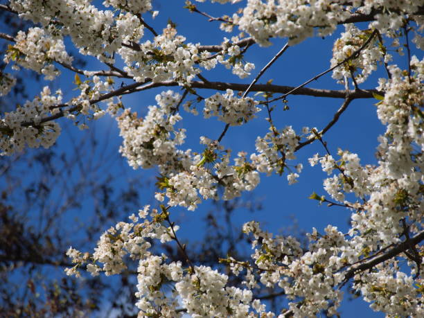 istock The white flowers of the tree 2202636738