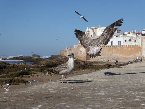 istock Essaouira, gulls and waves 2202636832