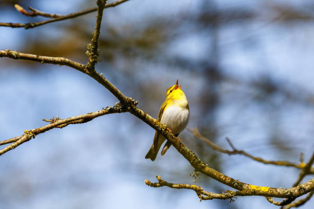 Wood Warbler singing in the springtime from a tree branch