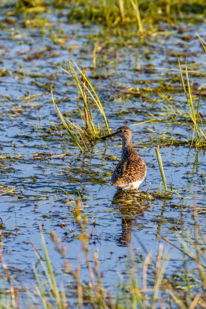 istock Wood sandpiper in the water at spring 2202636864