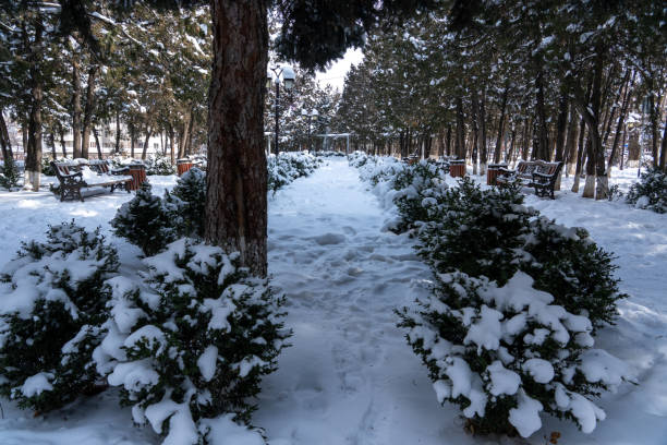 Boulevard, winter, snow, snowfall, row of trees, forest, path, nature, winter boulevard