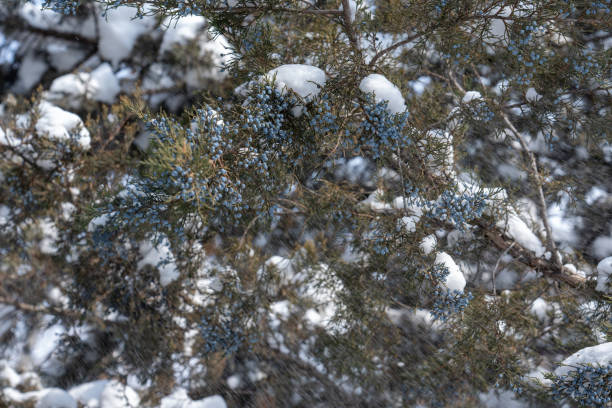 Larch, Pine, Snow, Winter, Blizzard,  Forest, Tree, Fog, Spruce