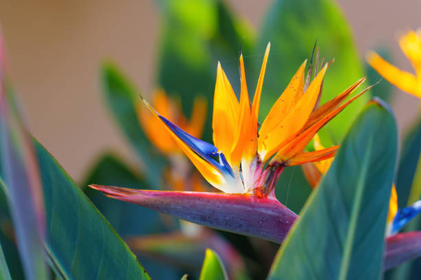 istock Vibrant Strelitzia Reginae Flower with Bold Orange and Blue Colors 2202638122