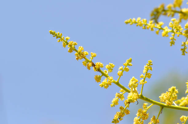 mango plant or mango tree or Mangifera Indica, Mango Mangifera indica L or Mangifera austroyunnanensis Hu or ANACARDIACEAE or mango flowers