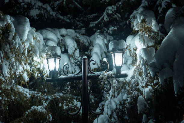 Pine, Spruce, Winter, Boulevard, Christmas, Forest, Snow, lantern, lamp, light