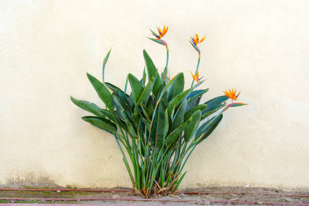 istock Strelitzia Reginae in Urban Garden Setting Near Wall 2202638565