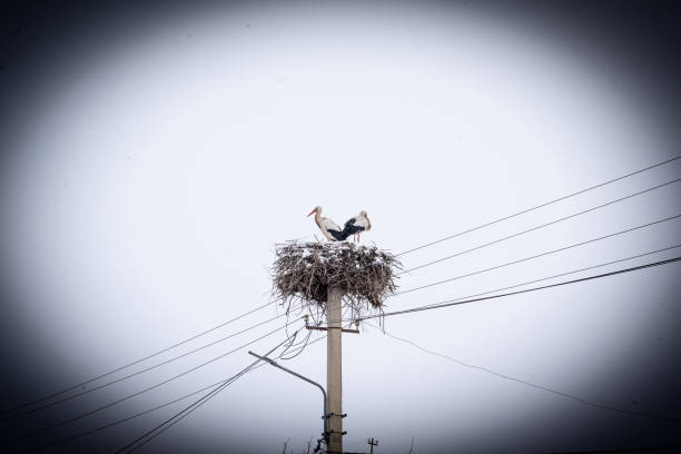 White Stork at nest (Ciconia ciconia)