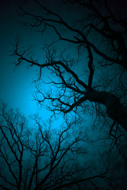 Silhouettes of leafless trees with twisted branches against a dark blue sky, creating a mysterious, eerie atmosphere. Perfect for backgrounds, horror themes, or nature concepts.