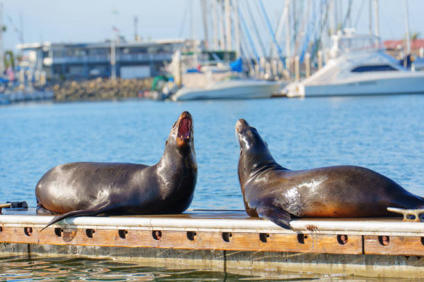 istock Two Sea Lions Barking on Dock in Oceanside, California 2202638934