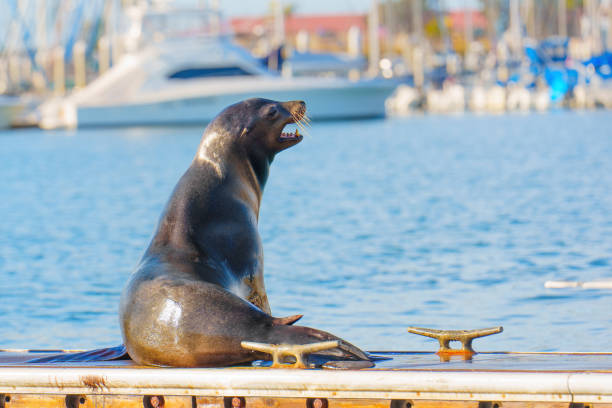 istock Sea Lion Posing on a Dock with Boats in Oceanside 2202638938