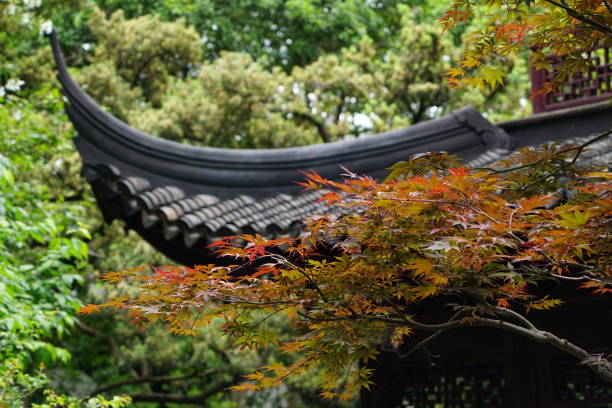 istock Japanese maple tree in a traditional Asian park. Maple tree in a classic Chinese park. Beautiful maple tree in the park. Asian park in summer. Asian-style green park. 2202641599