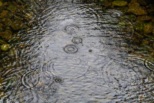 tranquil scene in the rain