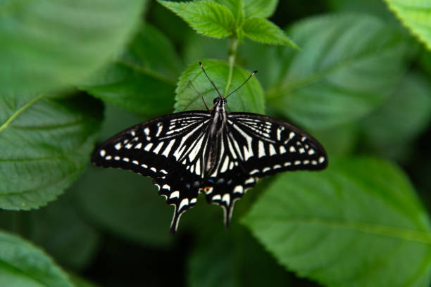 Swallowtail butterfly feeding on lantana nectar
