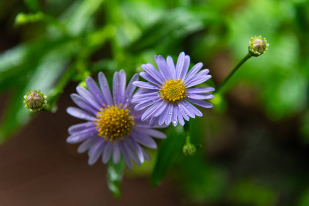 botany