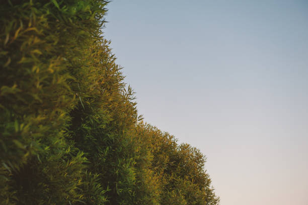 Vibrant sunset sky with lush green trees creates a serene landscape. Natural design with copy space