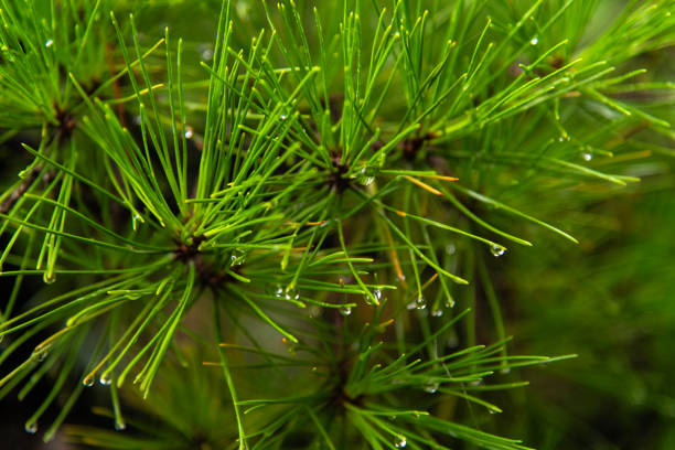 Pine tree branches illuminated by sunlight, evoking a sense of freshness and tranquility. the environment, nature, and calmness.