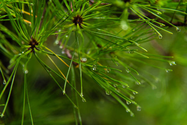 A pine tree and needles with rain drops after a rainstorm