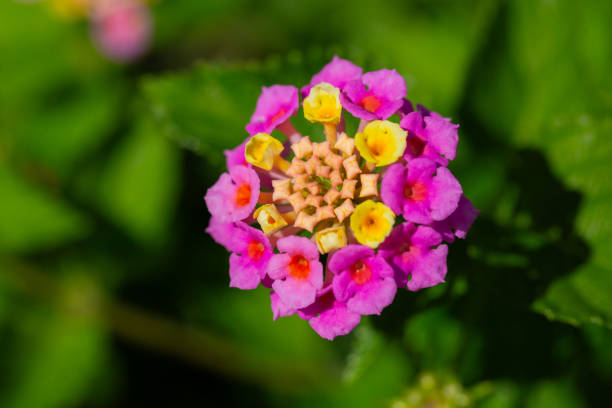 Lantana camara (common lantana) flowers close up