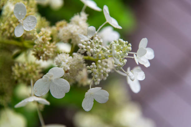 botany