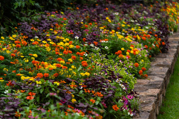 istock flowerbed in the rainy garden 2202644714
