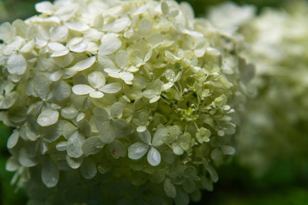 istock wet hydrangea in the rainy garden 2202644897