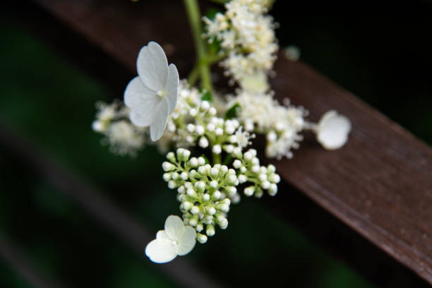 botany