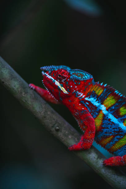 istock Chameleon’s Hypnotic Gaze – A Close-Up View 2202647028