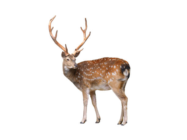 istock male European fallow deer isolated on a white background 2202648405