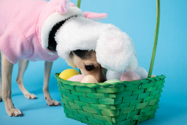 istock Cute puppy with Easter accessories, blue background, festive holiday party concept 2202649978
