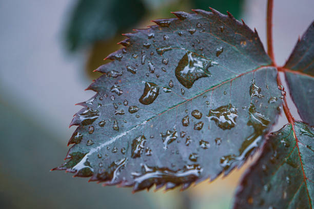 rose leaf with raindrops on rainy days in springtime