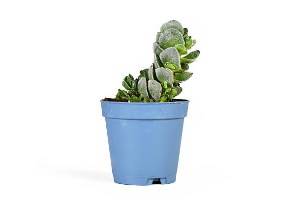 istock Small 'Crassula jade Tower' succulent plant 2202650667