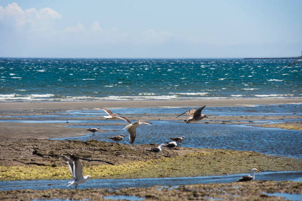 istock Puerto Piramides Beach 2202652738