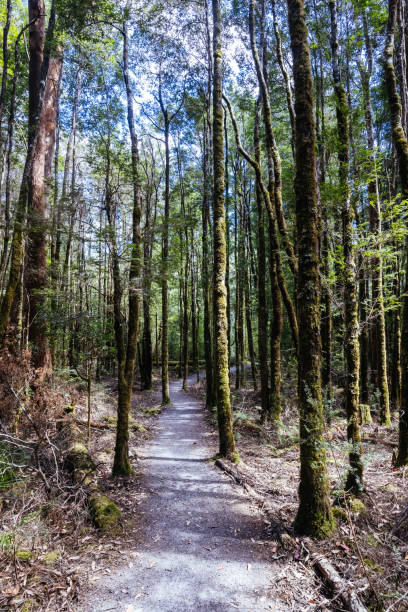 istock Franklin River Nature Trail in Tasmania Australia 2202654315