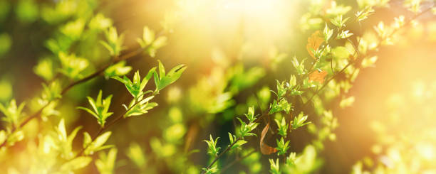 istock Young spring leaves in morning lit by sunlight, spring nature concept 2202654643