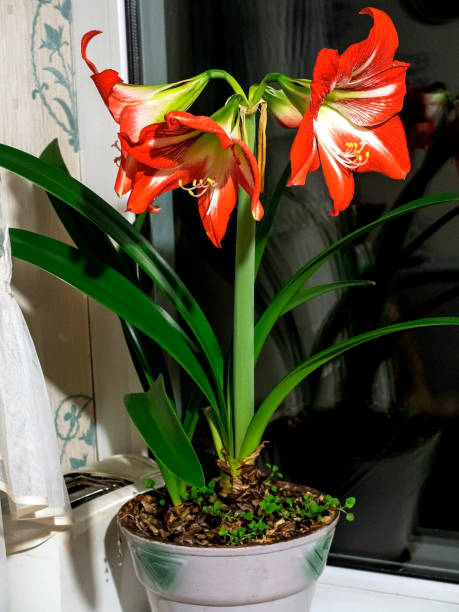 istock A beautiful amaryllis flower bloomed in a pot on the windowsill 2202656399