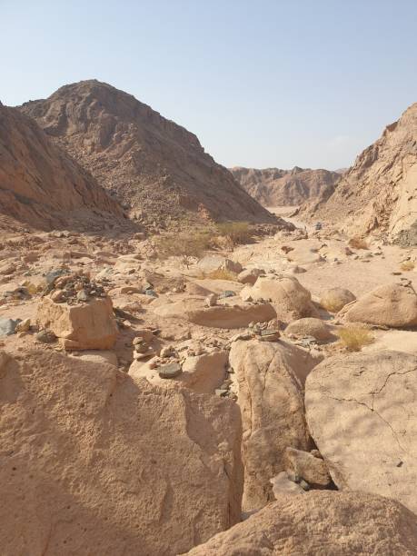 istock Exploring the Nabq Nature Reserve in Sharma El-Sheikh, Egypt. 2202656850