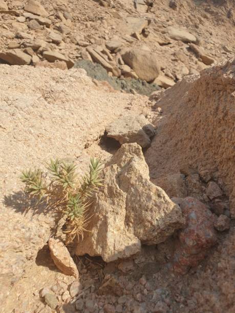 istock Exploring the Nabq Nature Reserve in Sharma El-Sheikh, Egypt. 2202656860
