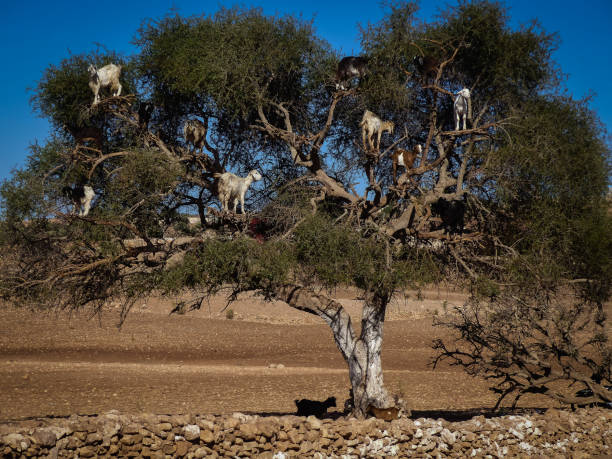 istock Goats in a Tree in Ouzoud Mountains Morocco 2202658381