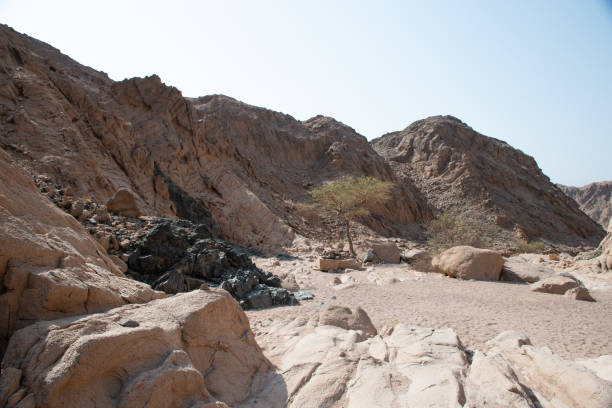 istock Exploring the Nabq Nature Reserve in Sharma El-Sheikh, Egypt. 2202660025
