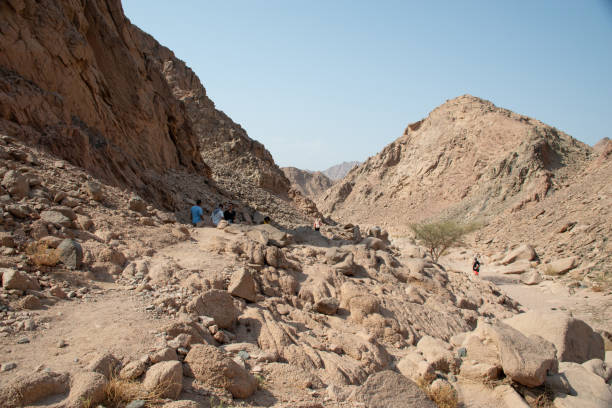 istock Exploring the Nabq Nature Reserve in Sharma El-Sheikh, Egypt. 2202660040