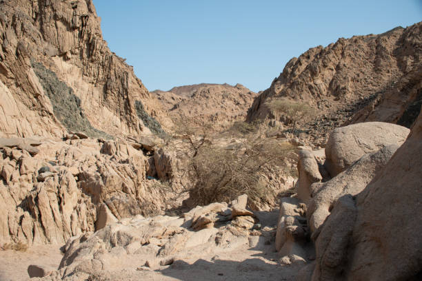 istock Exploring the Nabq Nature Reserve in Sharma El-Sheikh, Egypt. 2202660072